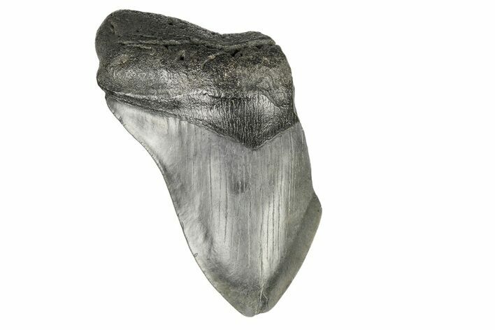 Partial Megalodon Tooth - South Carolina #193952